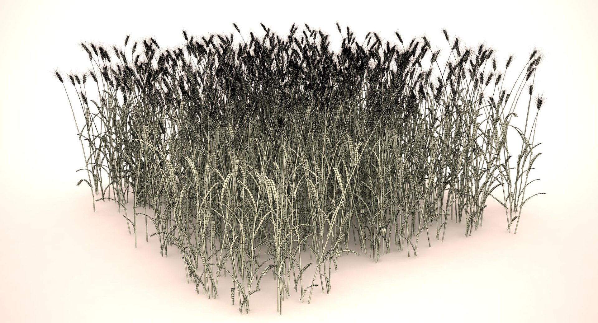 3d durum wheat https://p.turbosquid.com/ts-thumb/Uj/oNCRmZ/7AKRLNew/durum_wheat_field_092_wireframe/jpg/1458993130/1920x1080/fit_q87/c1023d044d8754b9559cce66eec578a0da21317e/durum_wheat_field_092_wireframe.jpg