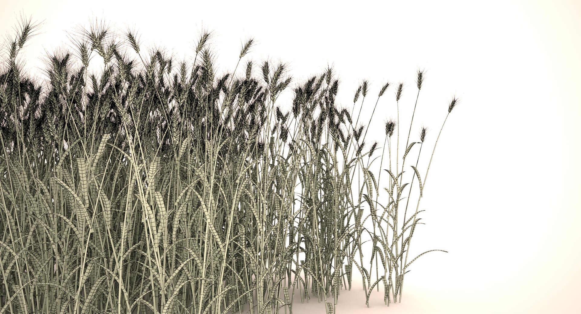 3d durum wheat https://p.turbosquid.com/ts-thumb/Uj/oNCRmZ/DfLEbPfk/durum_wheat_field_072_wireframe/jpg/1458993130/1920x1080/fit_q87/73ae1aefb38ffe620bdbed0a32f06f05bf4c90ec/durum_wheat_field_072_wireframe.jpg