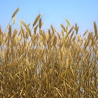 Durum Wheat Field