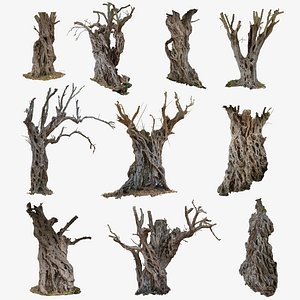10 Ancient Olive Trees 3D models COLLECTION 3D model