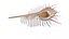 Murex Peine Venus Concha Beige
