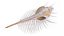 Murex Peine Venus Concha Beige
