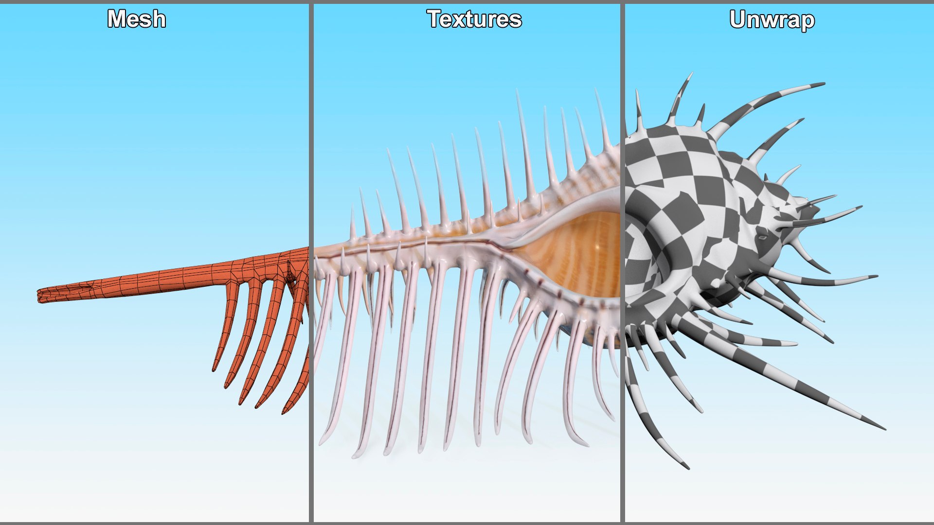 3D model Murex Venus Comb Seashell Beige https://p.turbosquid.com/ts-thumb/Uk/MBE8u3/9X/murexvenuscombseashellbeigec4dmodel010/jpg/1716319761/1920x1080/fit_q87/83f639551b251258eea5cc39cbd33e07fe2ecb51/murexvenuscombseashellbeigec4dmodel010.jpg