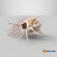Murex Peine Venus Concha Beige