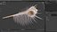Murex Peine Venus Concha Beige