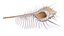 Murex Peine Venus Concha Beige