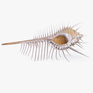 Murex Venus Comb Seashell Beige