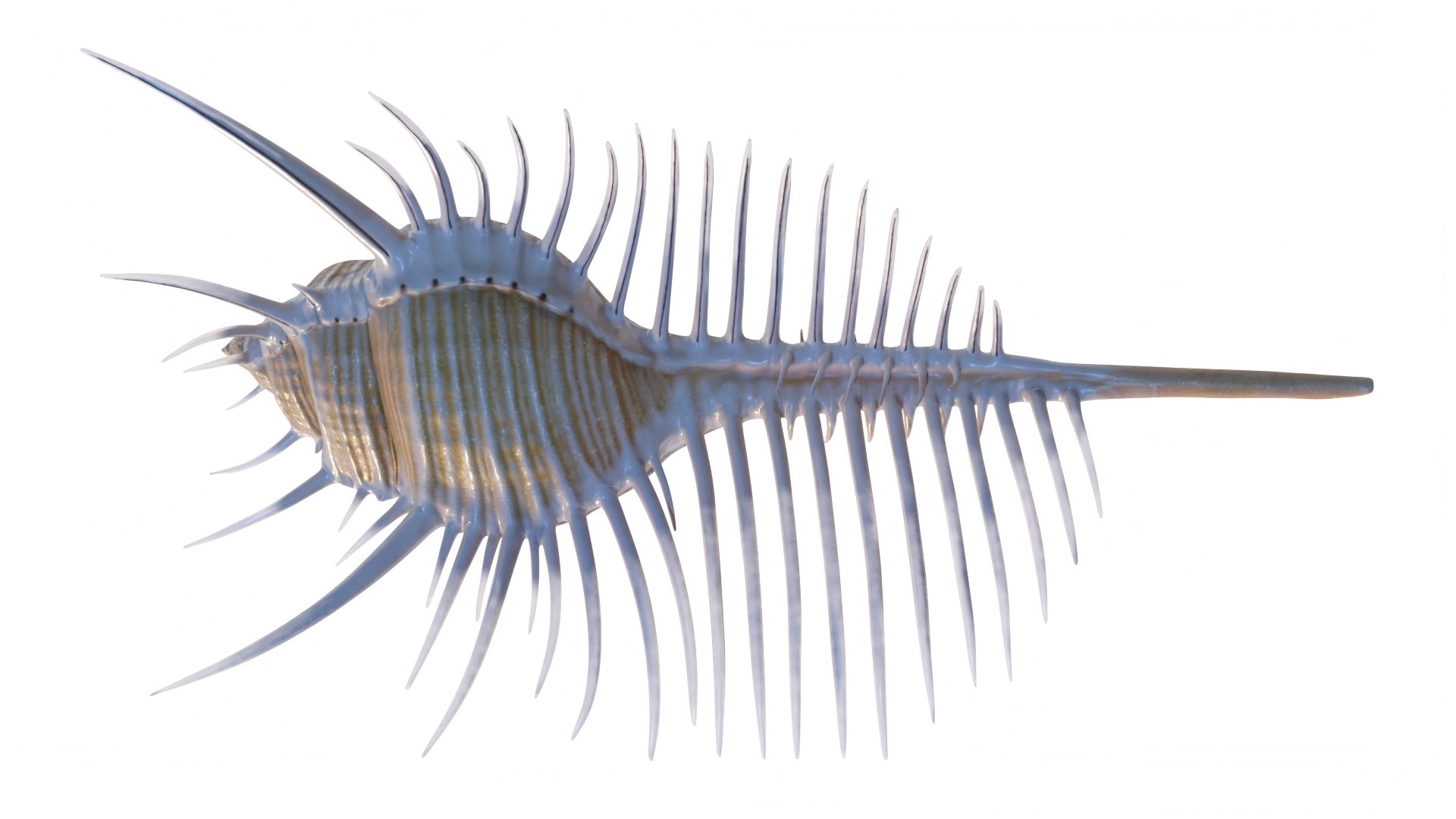 3D model Murex Venus Comb Seashell Beige https://p.turbosquid.com/ts-thumb/Uk/MBE8u3/d0/murexvenuscombseashellbeigec4dmodel009/jpg/1716319757/1920x1080/fit_q87/e2781868daa048b58ac17465dada60117e179a8d/murexvenuscombseashellbeigec4dmodel009.jpg