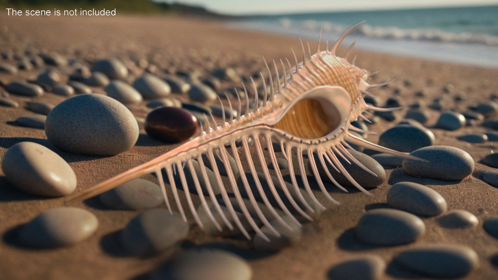 3D model Murex Venus Comb Seashell Beige https://p.turbosquid.com/ts-thumb/Uk/MBE8u3/io/murexvenuscombseashellbeigec4dmodel003/jpg/1716319733/1920x1080/fit_q87/5b56e76a402028e89d12e3684ae549ac8653e26d/murexvenuscombseashellbeigec4dmodel003.jpg