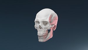 Human Skull Lighting Scene