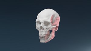 Human Skull Lighting Scene