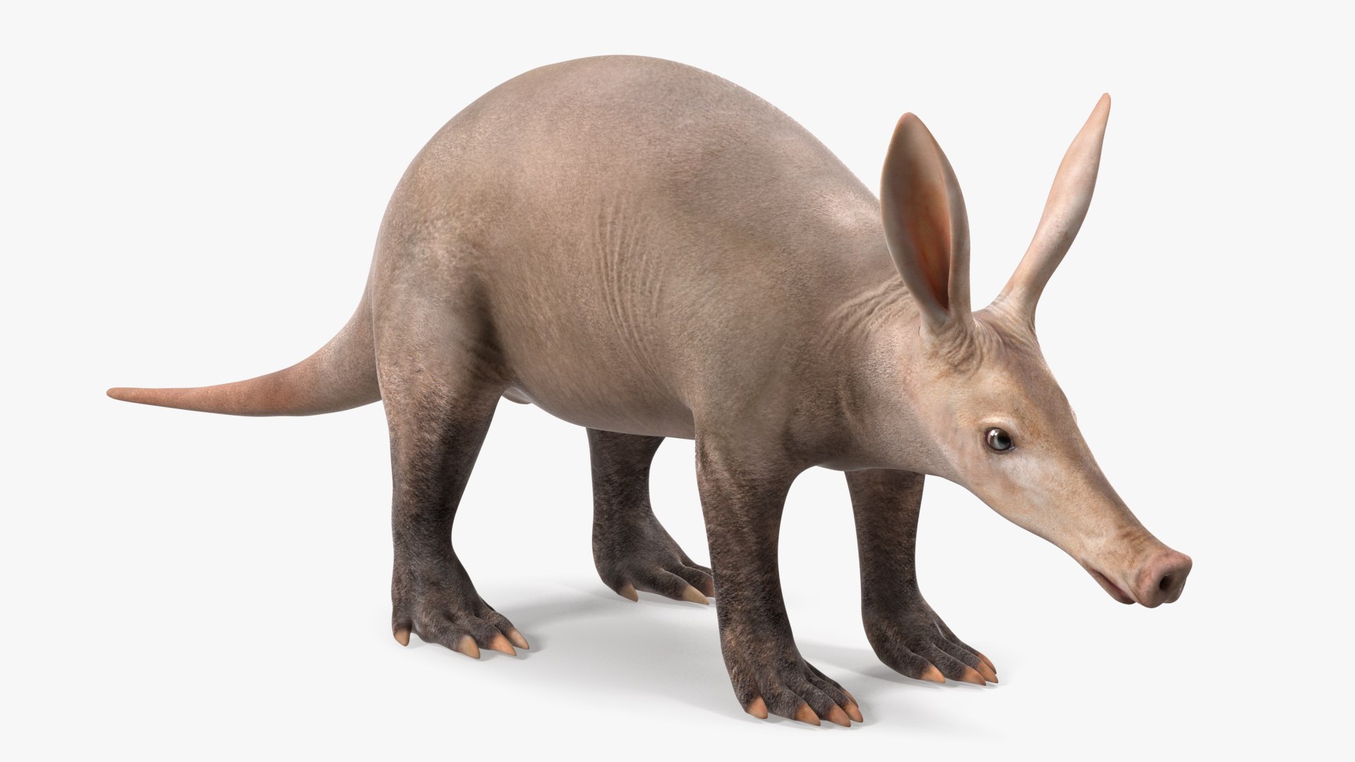 Aardvark Basic Pose 3D model preview
