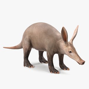 3D Aardvark Basic Pose