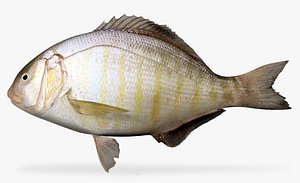 Barred Surfperch