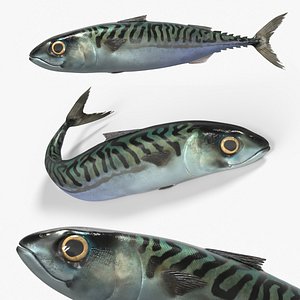 3D Atlantic Mackerel Fish Rigged For Blender Animated Set model