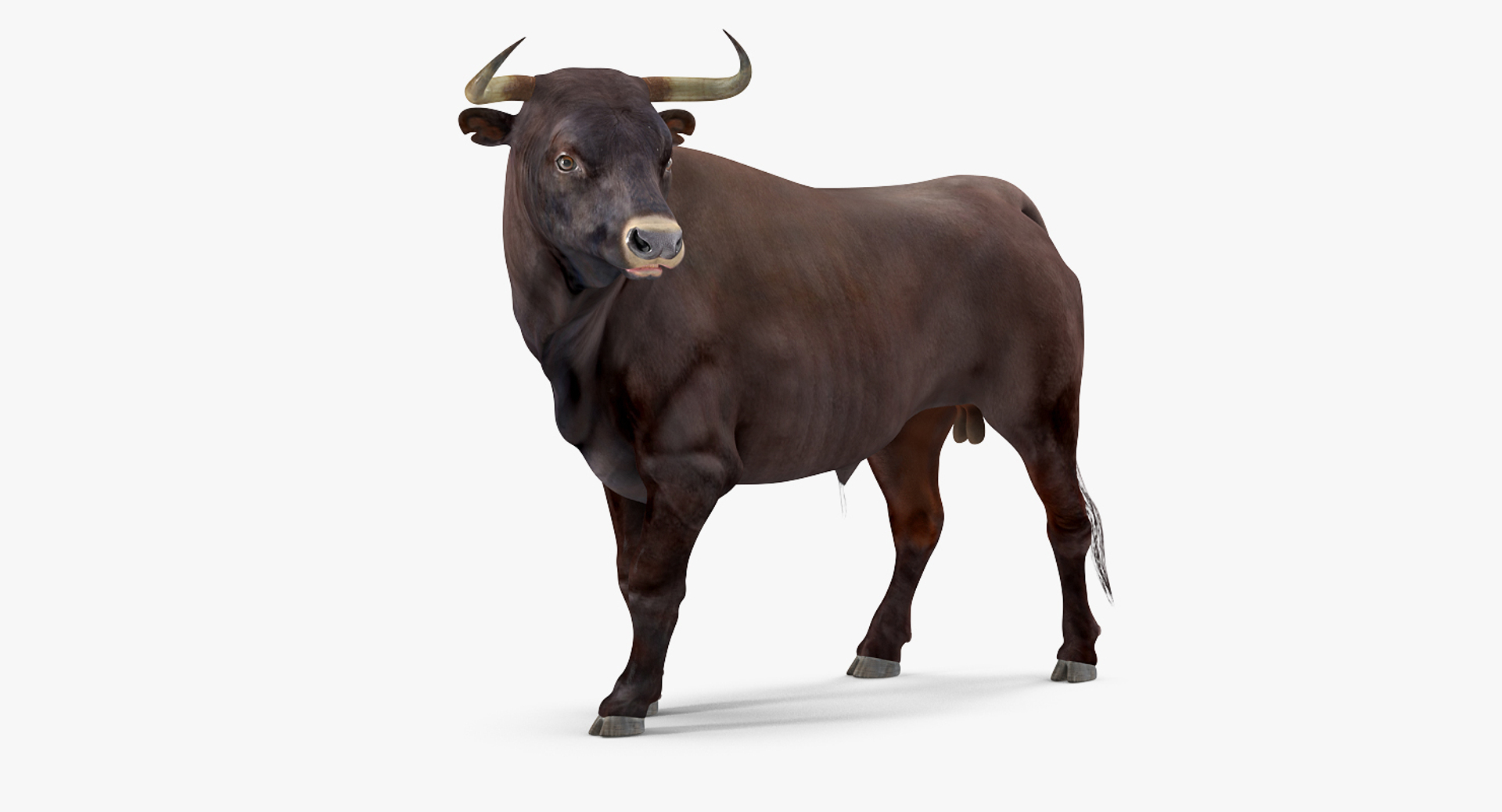 3D Model Bull Standing Pose - TurboSquid 1215642