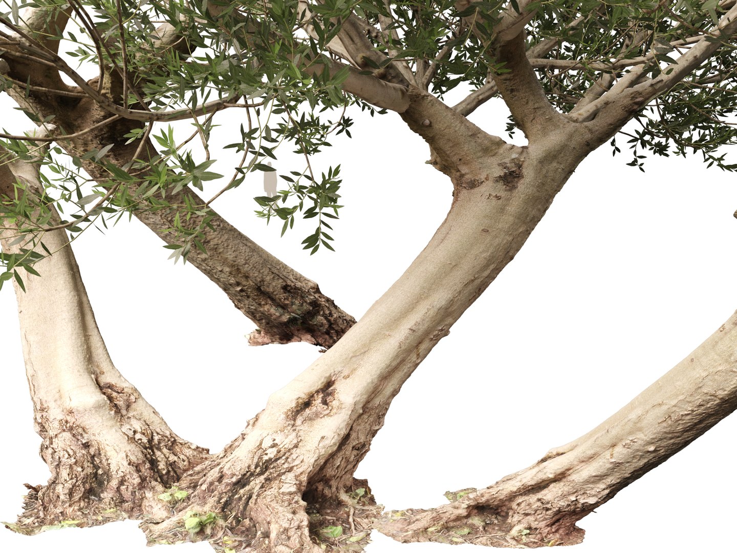 3D model Scanned Olea europaea - Common olive 12 -Highpoly low-poly https://p.turbosquid.com/ts-thumb/Ul/9K0NAu/Fu/scannedolea_europaea_12_3/jpg/1791118801/1920x1080/fit_q87/6f91b2da344198c23d207a0ebebcf080e84bf924/scannedolea_europaea_12_3.jpg