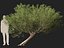 Scanned Olea europaea - Common olive 12 -Highpoly low-poly