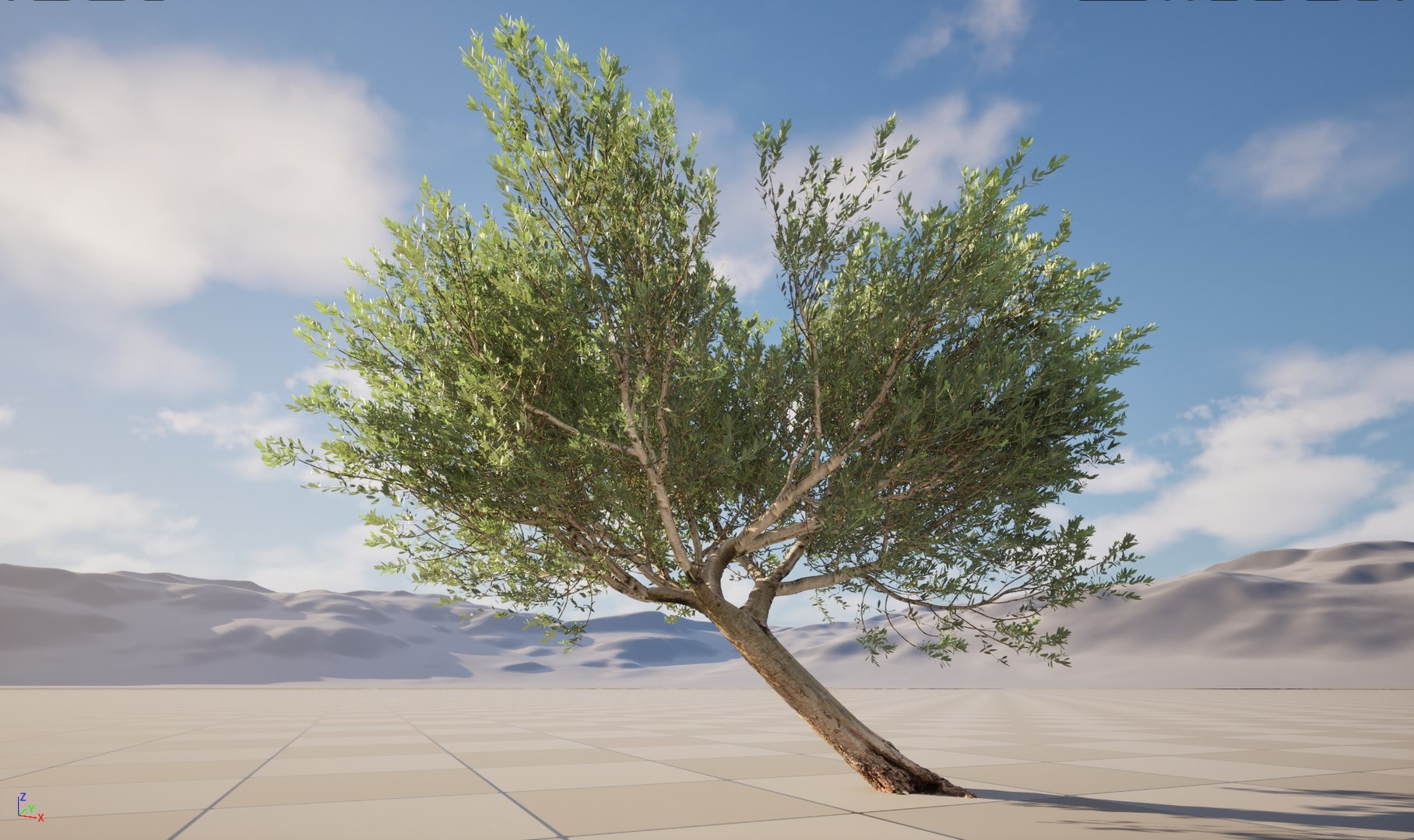3D model Scanned Olea europaea - Common olive 12 -Highpoly low-poly https://p.turbosquid.com/ts-thumb/Ul/9K0NAu/cs/olea_europaea_pack_12_nanite1/jpg/1791118808/1920x1080/fit_q87/c4a8ae68c0e62a7d31cea9c8548718aea8601508/olea_europaea_pack_12_nanite1.jpg