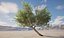 Scanned Olea europaea - Common olive 12 -Highpoly low-poly