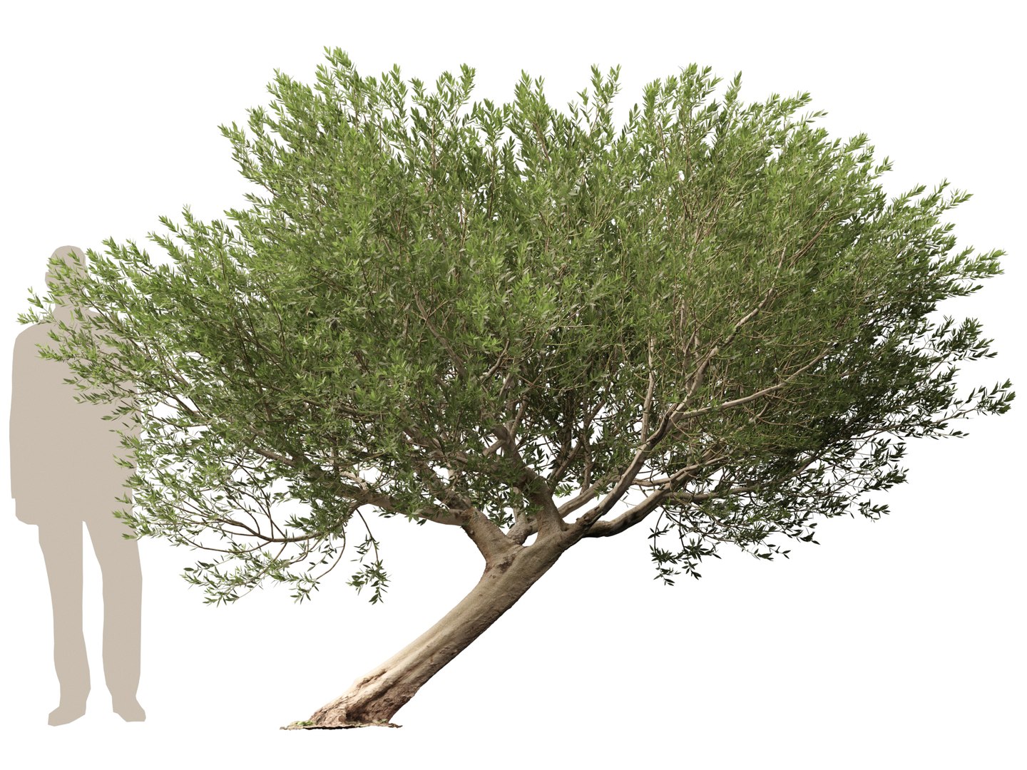 3D model Scanned Olea europaea - Common olive 12 -Highpoly low-poly https://p.turbosquid.com/ts-thumb/Ul/9K0NAu/xR/scannedolea_europaea_12_1/jpg/1791118797/1920x1080/fit_q87/8148c8c144f83315b74b9e7af9feaa6fa0b3cc59/scannedolea_europaea_12_1.jpg