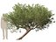 Scanned Olea europaea - Common olive 12 -Highpoly low-poly