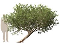 Scanned Olea europaea - Common olive 12 -Highpoly low-poly
