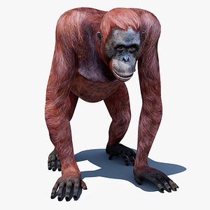 orangutan female animations 3D model