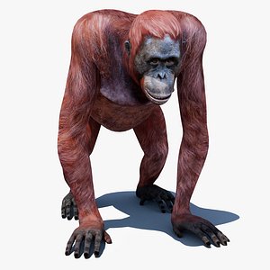Orangutan Female 3D Model