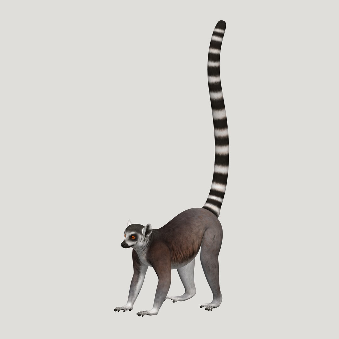3d lemur model https://p.turbosquid.com/ts-thumb/Ul/R1aWB4/0DzG7Z84/pic_19/png/1435269634/1920x1080/fit_q87/5120d8f48bf01d75732e0e148c5905cb66fca555/pic_19.jpg