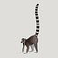 Lemur