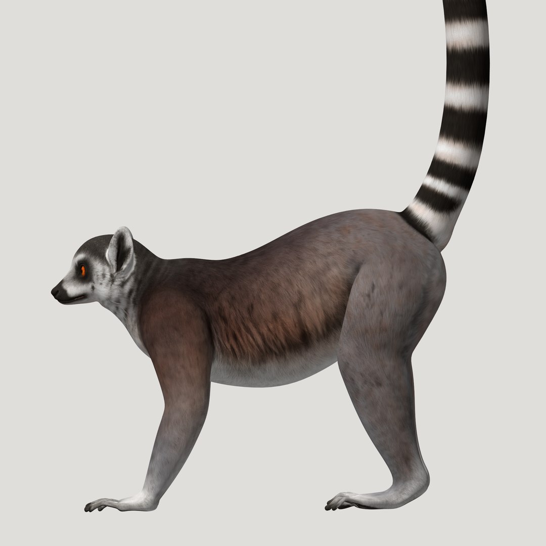 3d lemur model https://p.turbosquid.com/ts-thumb/Ul/R1aWB4/2APYuOtr/pic_07/png/1435269634/1920x1080/fit_q87/1c60d3470f9ddfce3d8f9e971712f9b1eff68b6f/pic_07.jpg