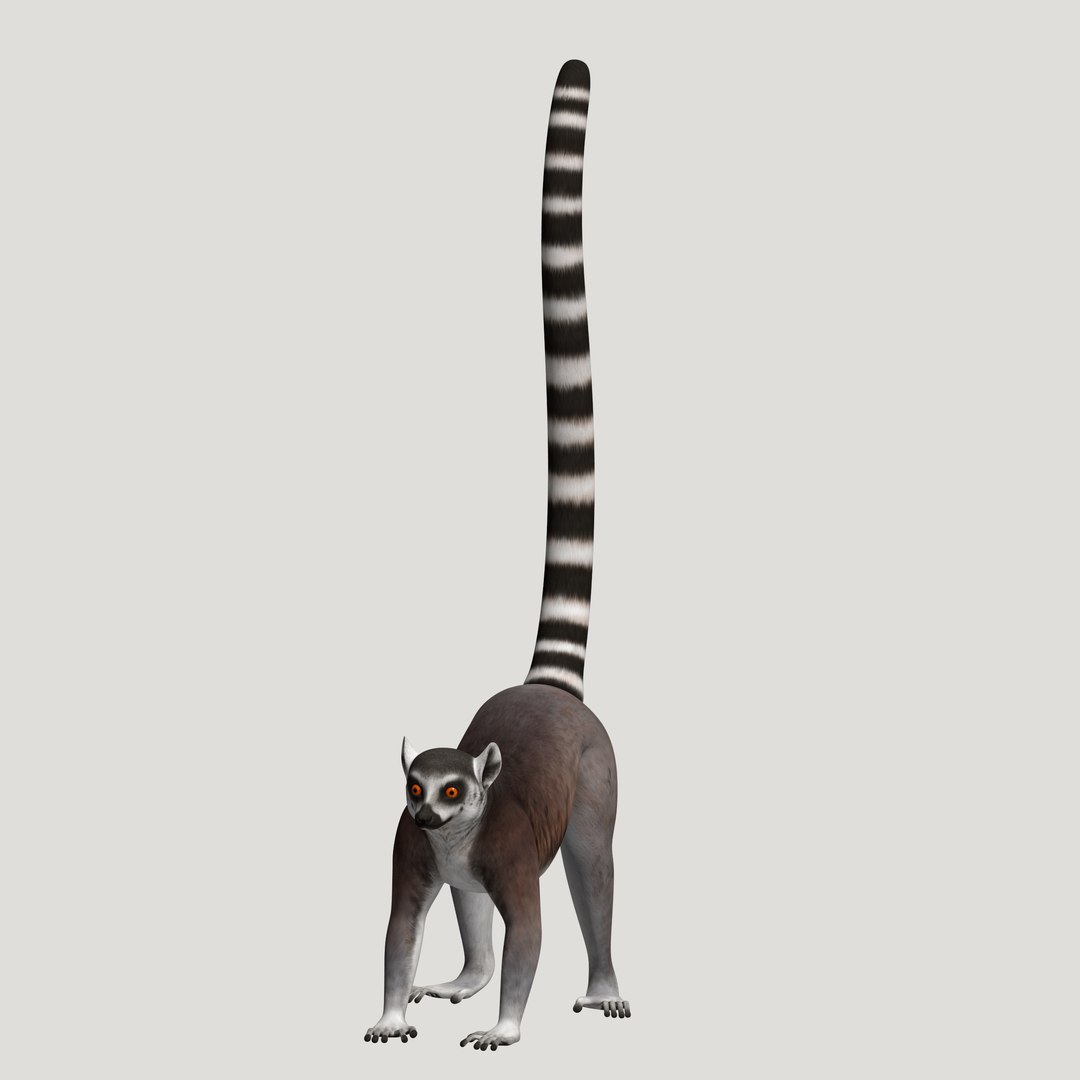 3d lemur model https://p.turbosquid.com/ts-thumb/Ul/R1aWB4/37QZe87d/pic_04/png/1435269634/1920x1080/fit_q87/79b7e45fe40bbf83a9cbf41f8e7b7aa3f293e4ed/pic_04.jpg