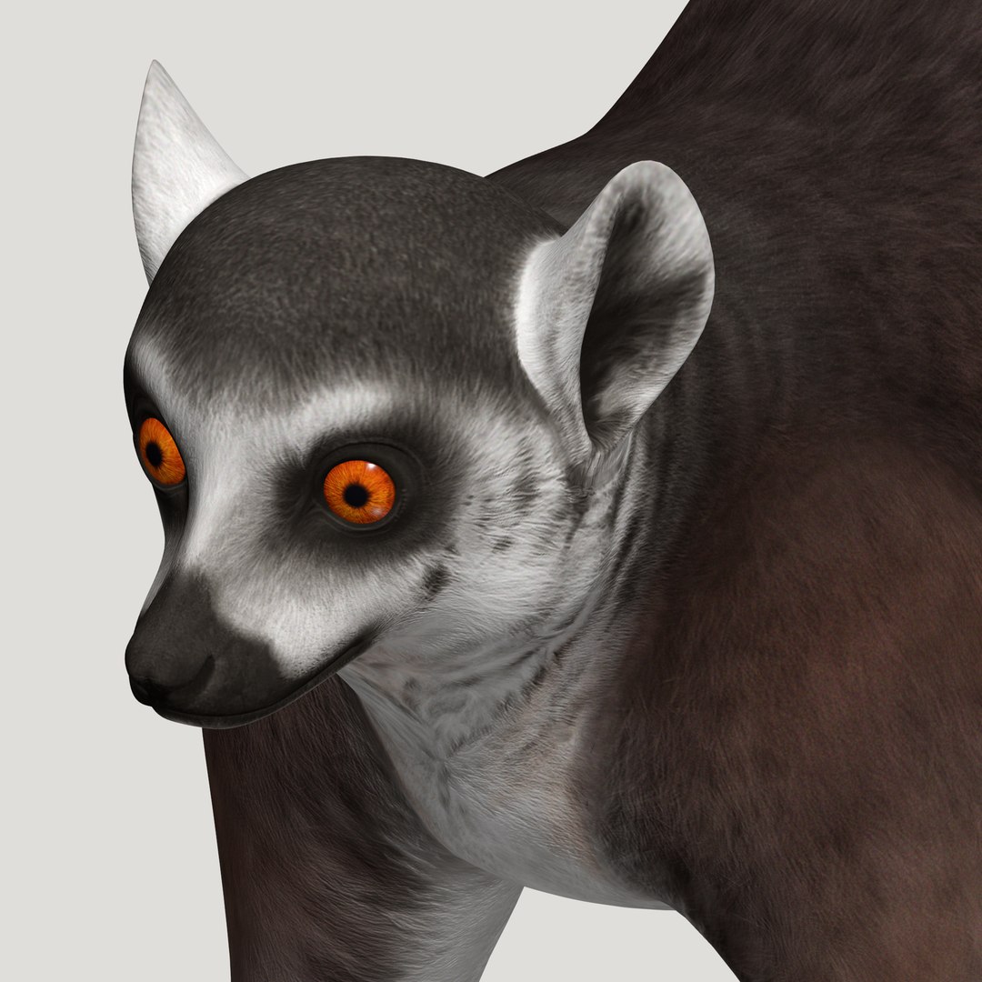 3d lemur model https://p.turbosquid.com/ts-thumb/Ul/R1aWB4/4wCral9H/pic_28/png/1435271024/1920x1080/fit_q87/ff0dcaf85b0a6e04c6c77b897d4fa34efbe14e3e/pic_28.jpg