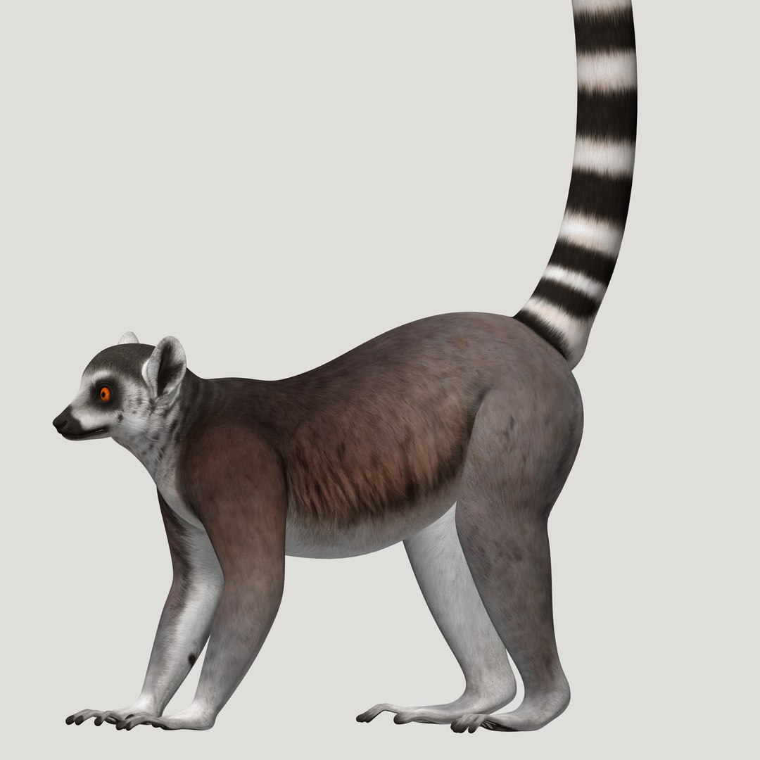 3d lemur model https://p.turbosquid.com/ts-thumb/Ul/R1aWB4/721jJo56/pic_23/png/1435270840/1920x1080/fit_q87/09a7b5371fc00a8b7731acf8b6d562cd47d8698c/pic_23.jpg