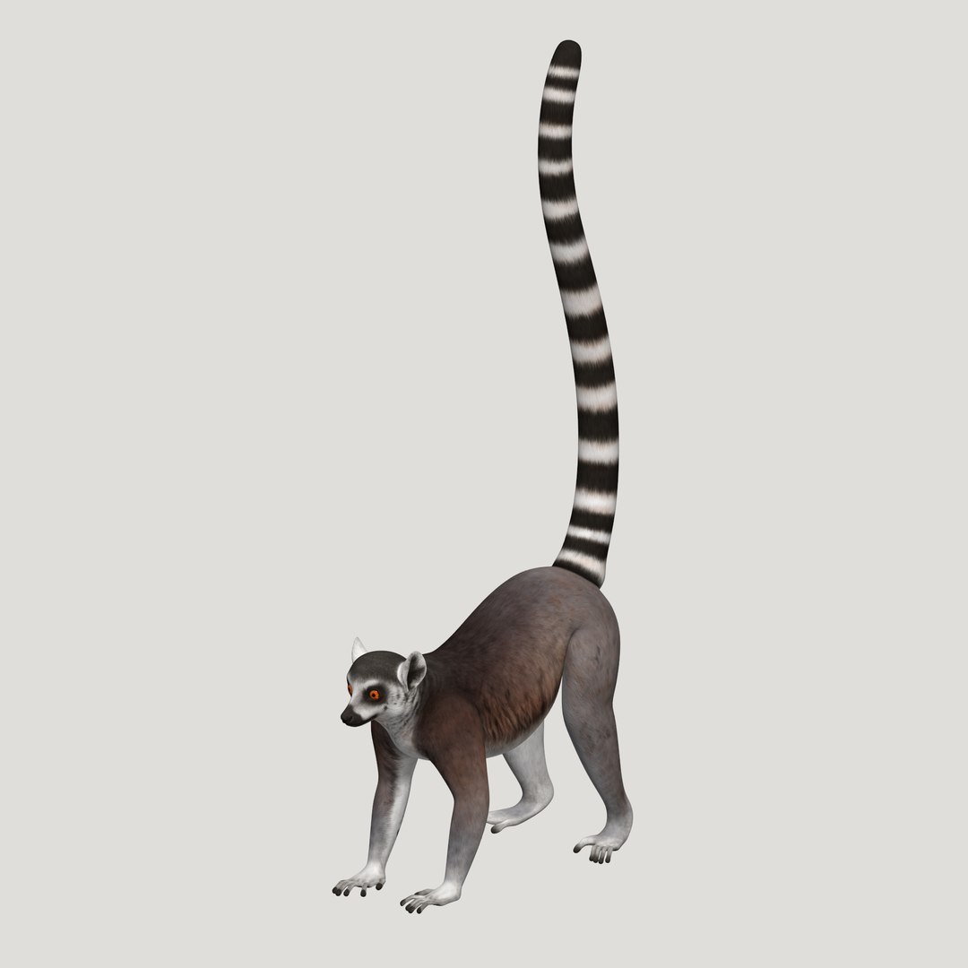 3d lemur model https://p.turbosquid.com/ts-thumb/Ul/R1aWB4/GhHJllb4/pic_18/png/1435269634/1920x1080/fit_q87/b010039f2f7bf263369aadd3c4fb547264913d27/pic_18.jpg