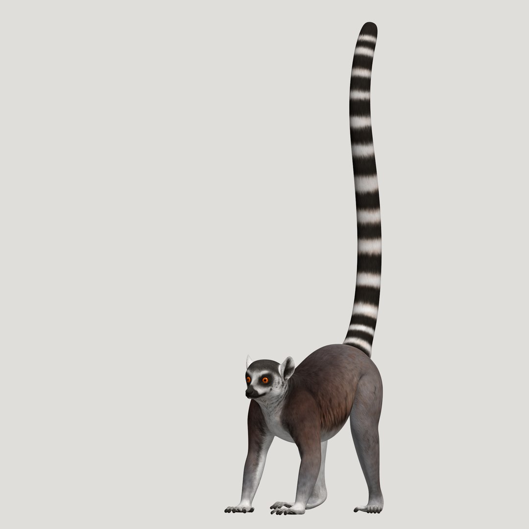 3d lemur model https://p.turbosquid.com/ts-thumb/Ul/R1aWB4/NmNa3UYn/pic_21/png/1435269634/1920x1080/fit_q87/b2c672624d376d8b70903ffaac99c101c6584ad8/pic_21.jpg