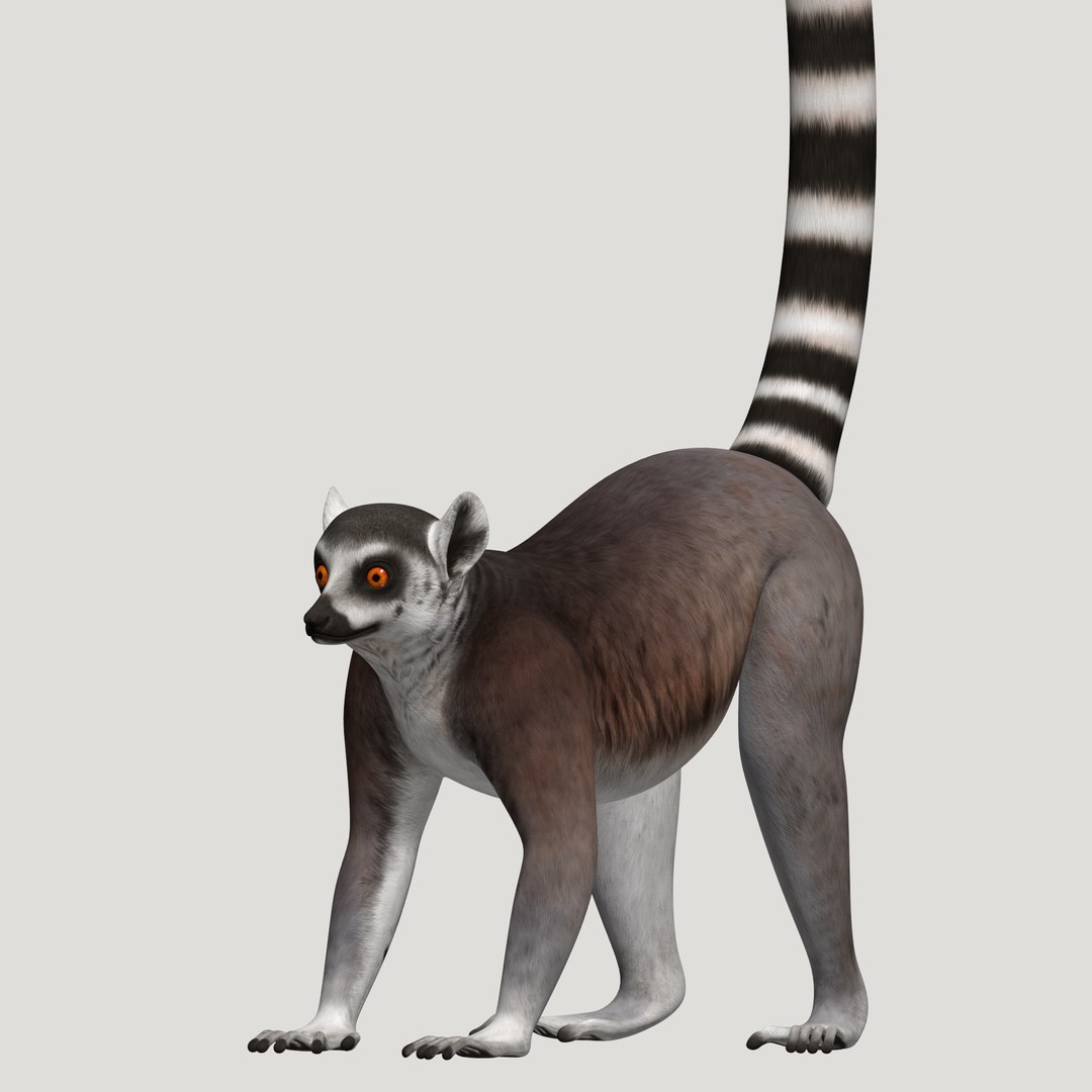 3d lemur model https://p.turbosquid.com/ts-thumb/Ul/R1aWB4/QWPEZBm4/pic_22/png/1435270840/1920x1080/fit_q87/f336753367db0eec67920d5ad10e87a40fa1a433/pic_22.jpg