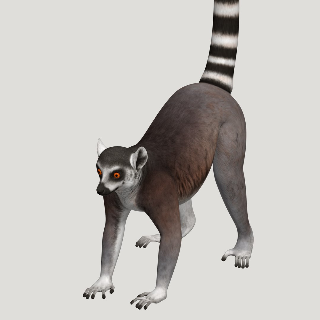 3d lemur model https://p.turbosquid.com/ts-thumb/Ul/R1aWB4/U5VYYnQf/pic_27/png/1435271024/1920x1080/fit_q87/b3c50477d8b163d73e4c67acab844462115475d6/pic_27.jpg