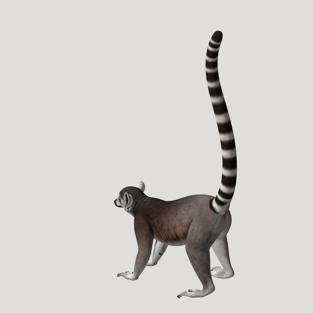 3d lemur model https://p.turbosquid.com/ts-thumb/Ul/R1aWB4/W5lqWLvL/pic_25/png/1435270840/1920x1080/fit_q87/f8538ccdbb3e43e4258a8e6f0c2777136023d8f1/pic_25.jpg