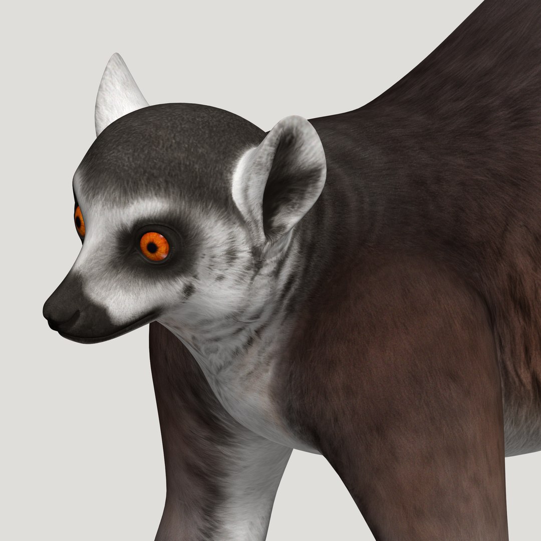 3d lemur model https://p.turbosquid.com/ts-thumb/Ul/R1aWB4/XQDjSxgR/pic_14/png/1435270840/1920x1080/fit_q87/4dc3ccfc70b046d763318349d8448c3f32c9c2df/pic_14.jpg
