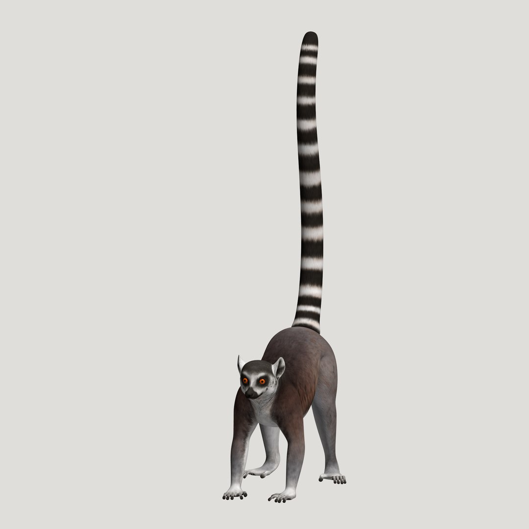 3d lemur model https://p.turbosquid.com/ts-thumb/Ul/R1aWB4/ehPlcDfJ/pic_20/png/1435270840/1920x1080/fit_q87/2887d94a431ed3f83c8927d2a3698f5a51349f4b/pic_20.jpg