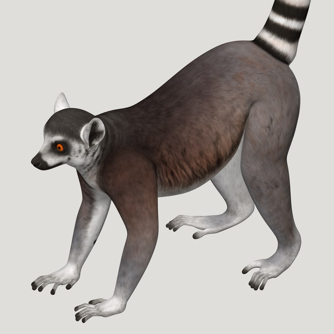 3d lemur model https://p.turbosquid.com/ts-thumb/Ul/R1aWB4/f5qWlVV4/pic_10/png/1435269634/1920x1080/fit_q87/b89be35443917512d302af58f65061ad4552ce9f/pic_10.jpg