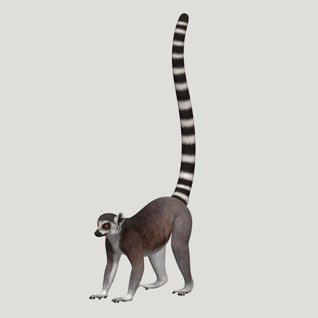 3d lemur model https://p.turbosquid.com/ts-thumb/Ul/R1aWB4/oYvKbvoa/pic_05/png/1435269634/1920x1080/fit_q87/54cc3e4f003af79ea2c3386b6894909fd12acbcc/pic_05.jpg