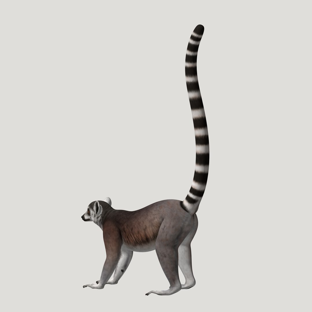 3d lemur model https://p.turbosquid.com/ts-thumb/Ul/R1aWB4/s6A4tZwW/pic_06/png/1435269634/1920x1080/fit_q87/85d4146399c03352216bd50992bcaa00a49a21c7/pic_06.jpg