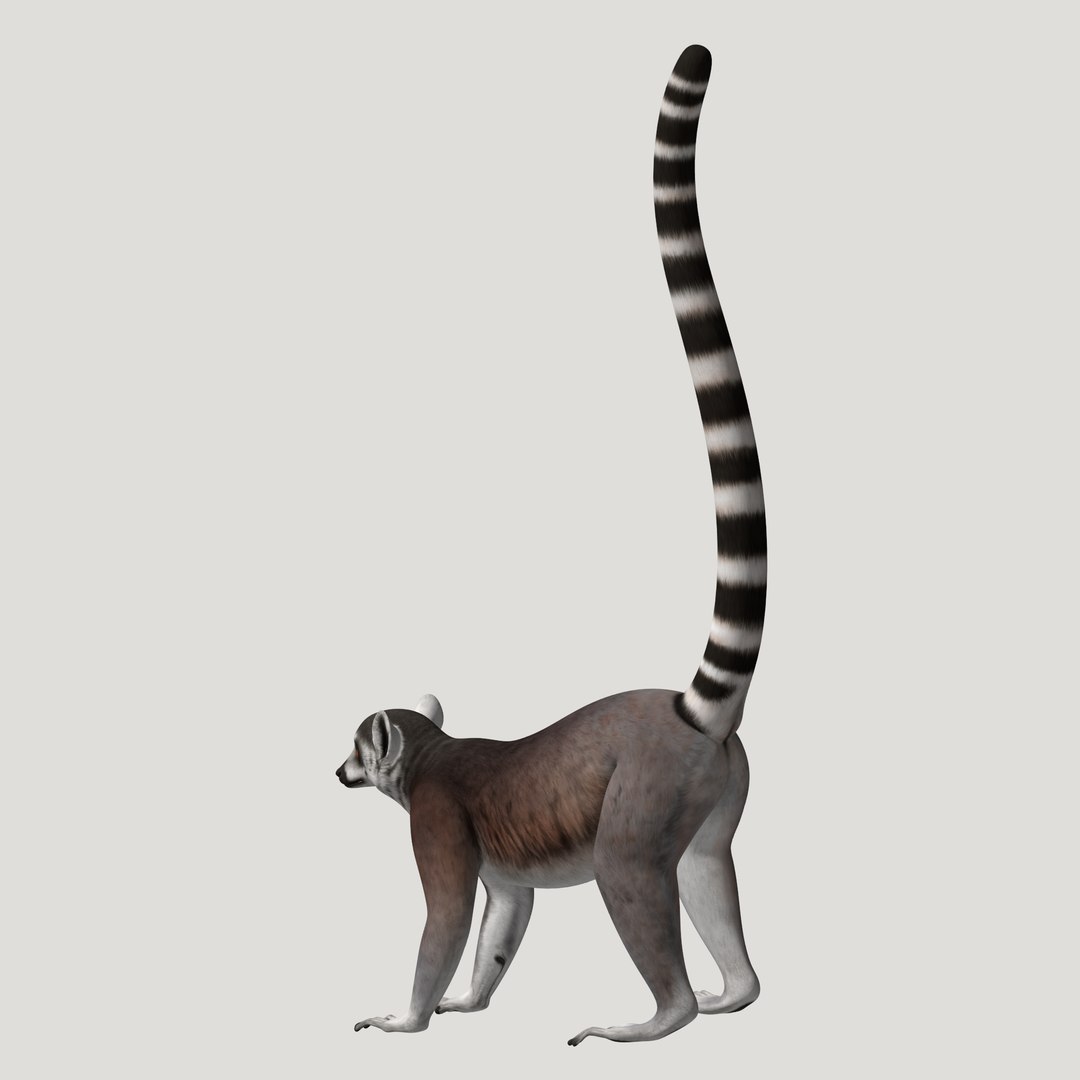 3d lemur model https://p.turbosquid.com/ts-thumb/Ul/R1aWB4/zpj021ji/pic_24/png/1435269634/1920x1080/fit_q87/d76c20510b209405c4a526b873b1f597c16fb5b3/pic_24.jpg