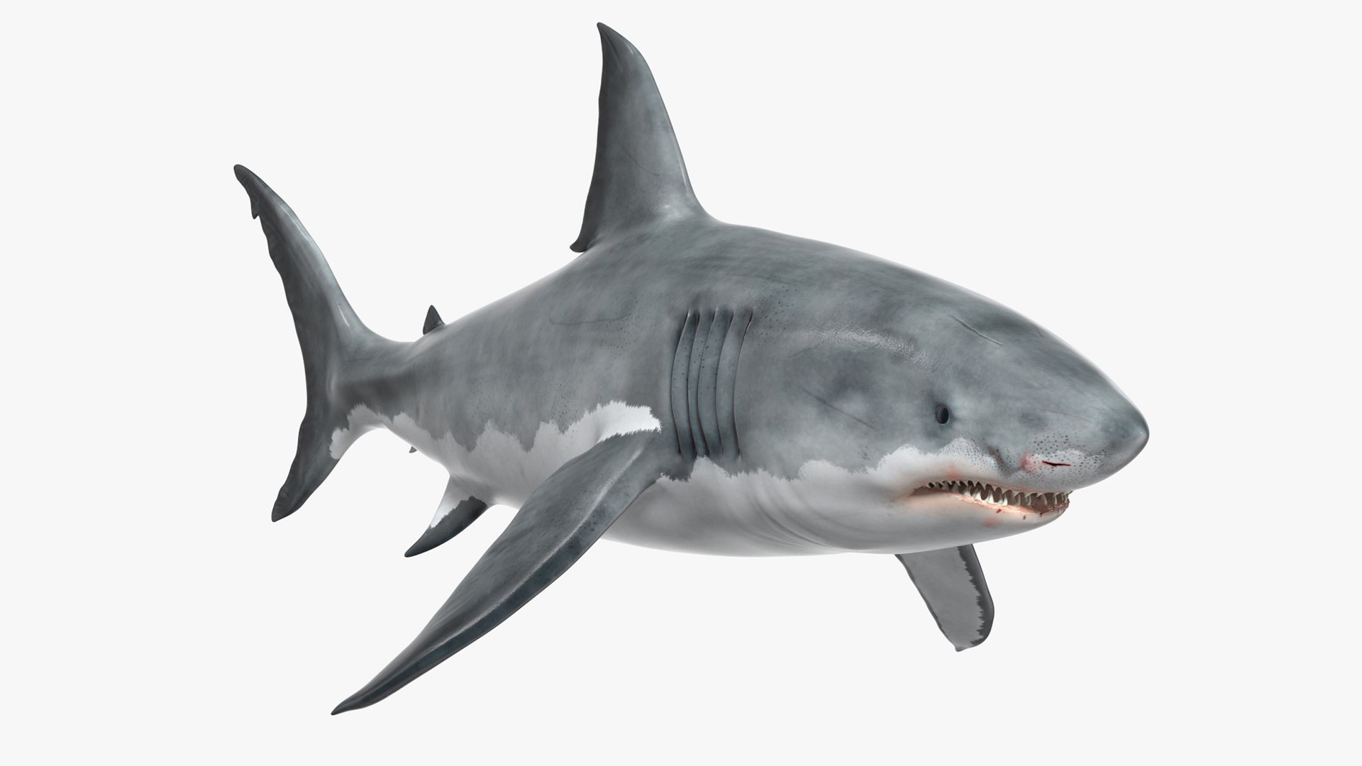 Great White Shark Blood Stained Rigged for Cinema 4D 3D model preview