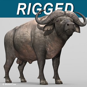 Cape Buffalo