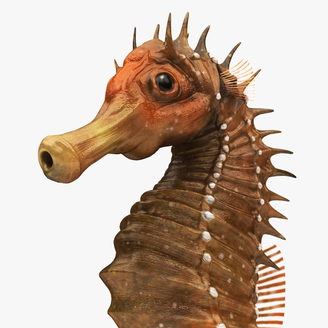 jellyfish sea horse star 3D model https://p.turbosquid.com/ts-thumb/Ul/na9wlj/D6IWG3OU/00/jpg/1577120391/1920x1080/fit_q87/106a2b2972ccd6527305d47ead0f5a605a78fa1a/00.jpg