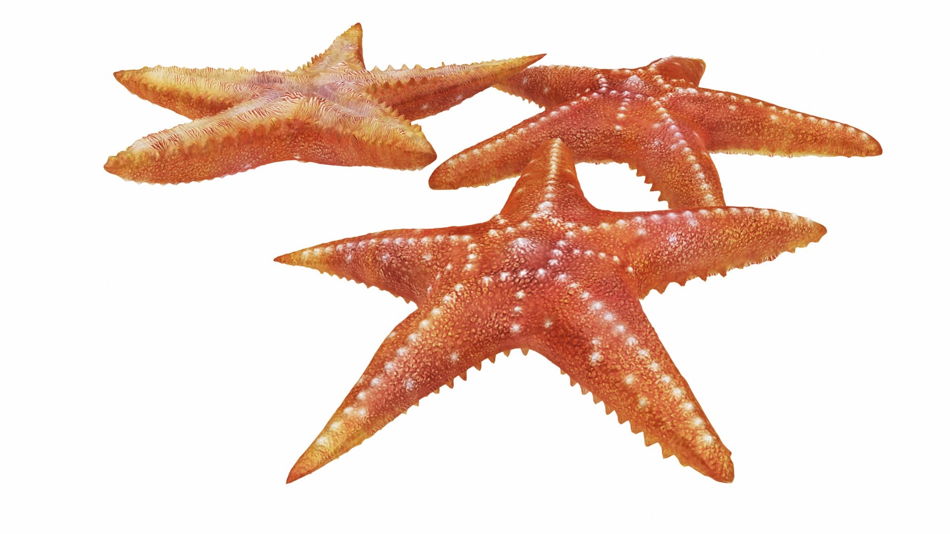 jellyfish sea horse star 3D model https://p.turbosquid.com/ts-thumb/Ul/na9wlj/Z5eswJH4/04/jpg/1577120260/1920x1080/fit_q87/a9f52f13bc656618fc4f93992cd018da8a5324ba/04.jpg